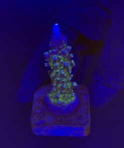 Ora Blue Green M