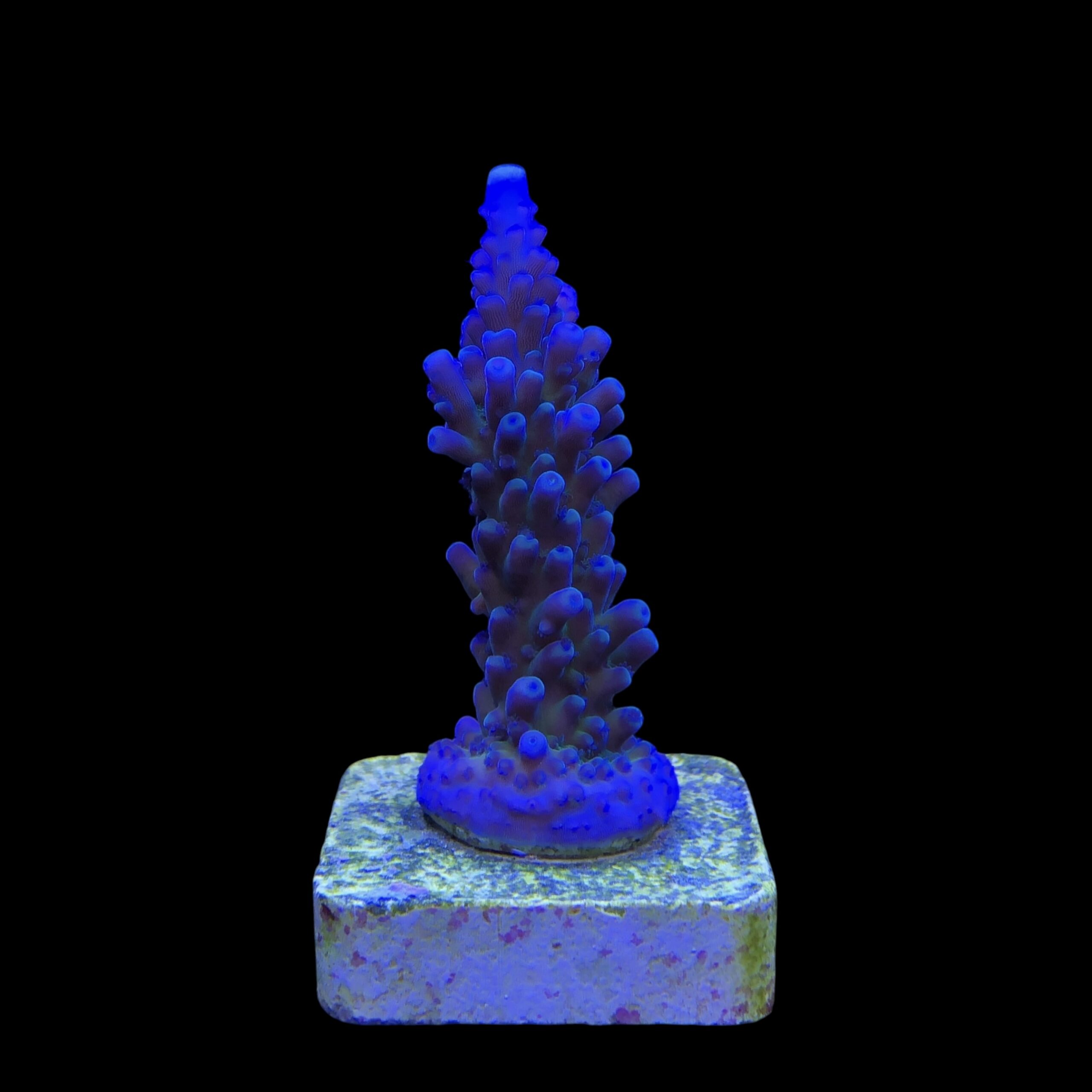 Ora Blue Green M - Imagem 2