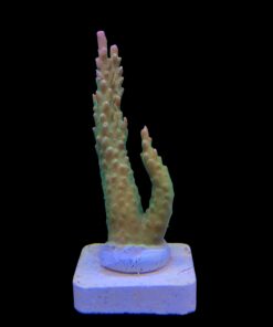 Alternative view of Paletta Pink Tips M
