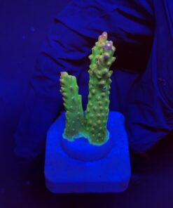 Paletta Pink Tips M