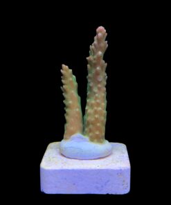 Alternative view of Paletta Pink Tips M