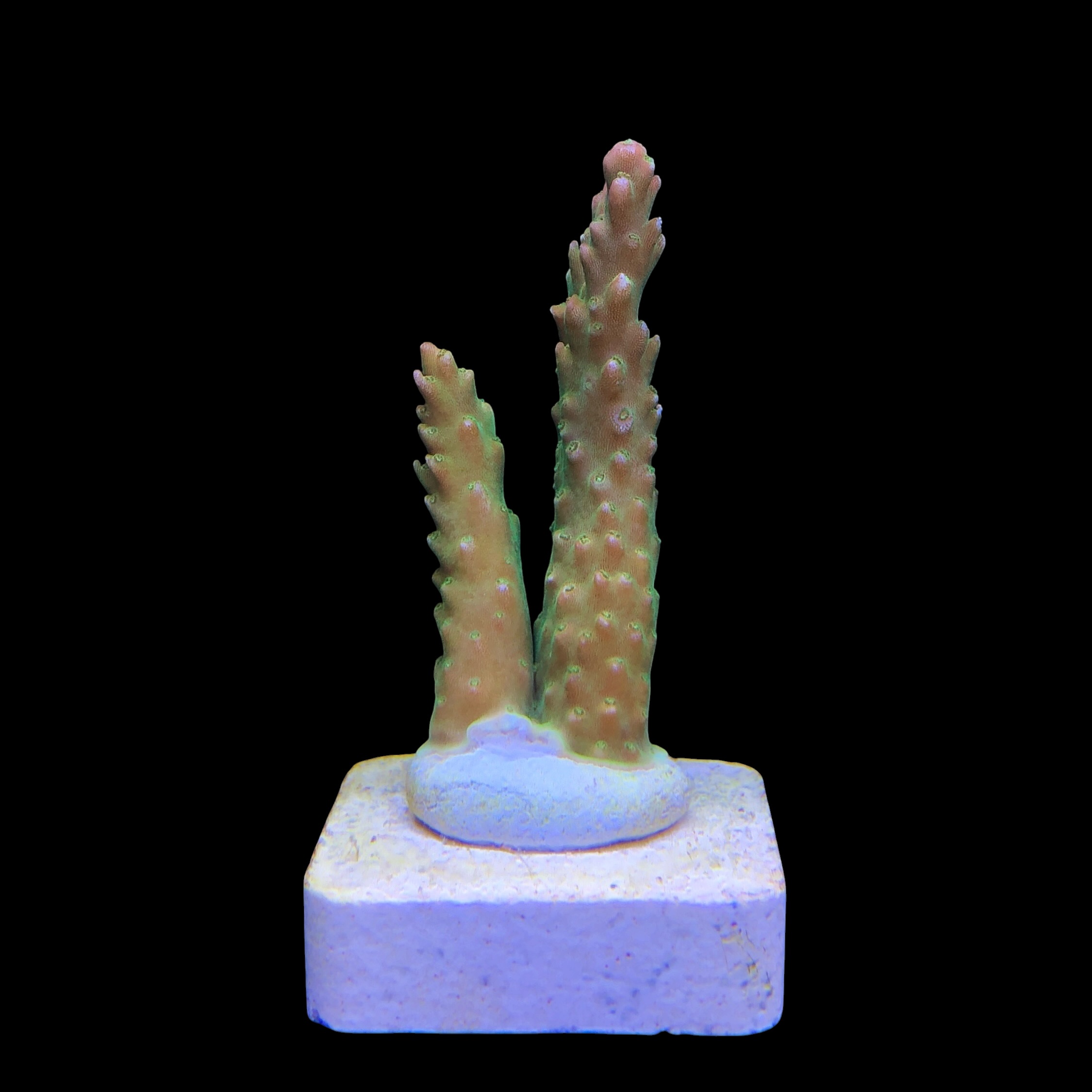 Paletta Pink Tips M - Imagem 2