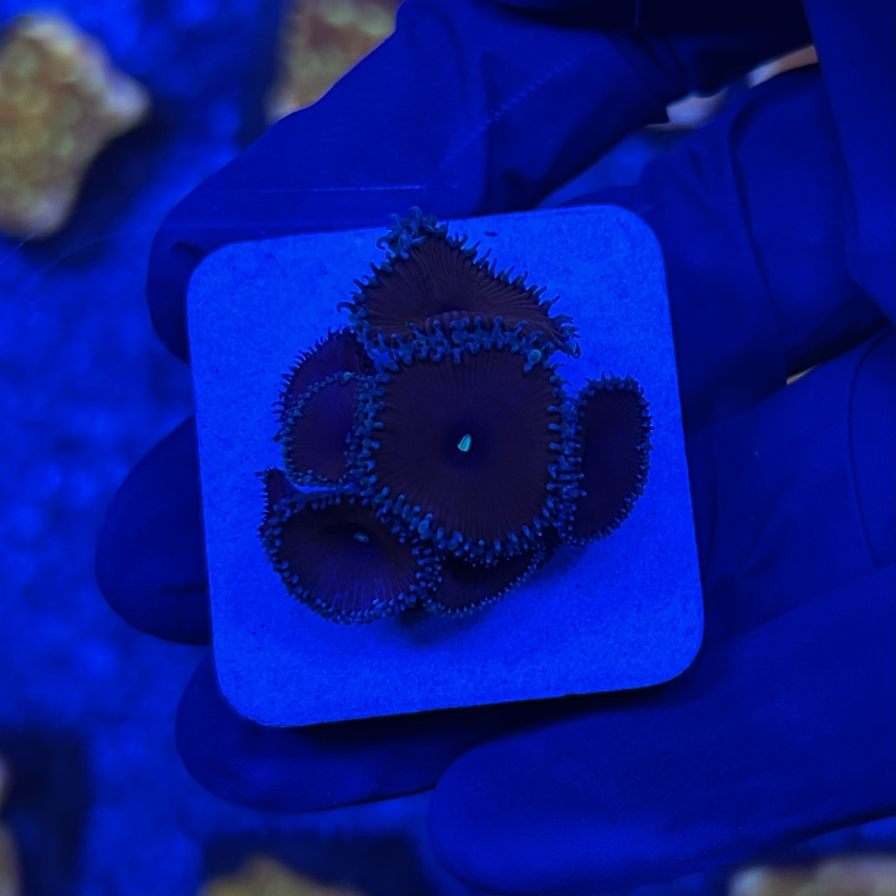 Palitoa Purple Death M