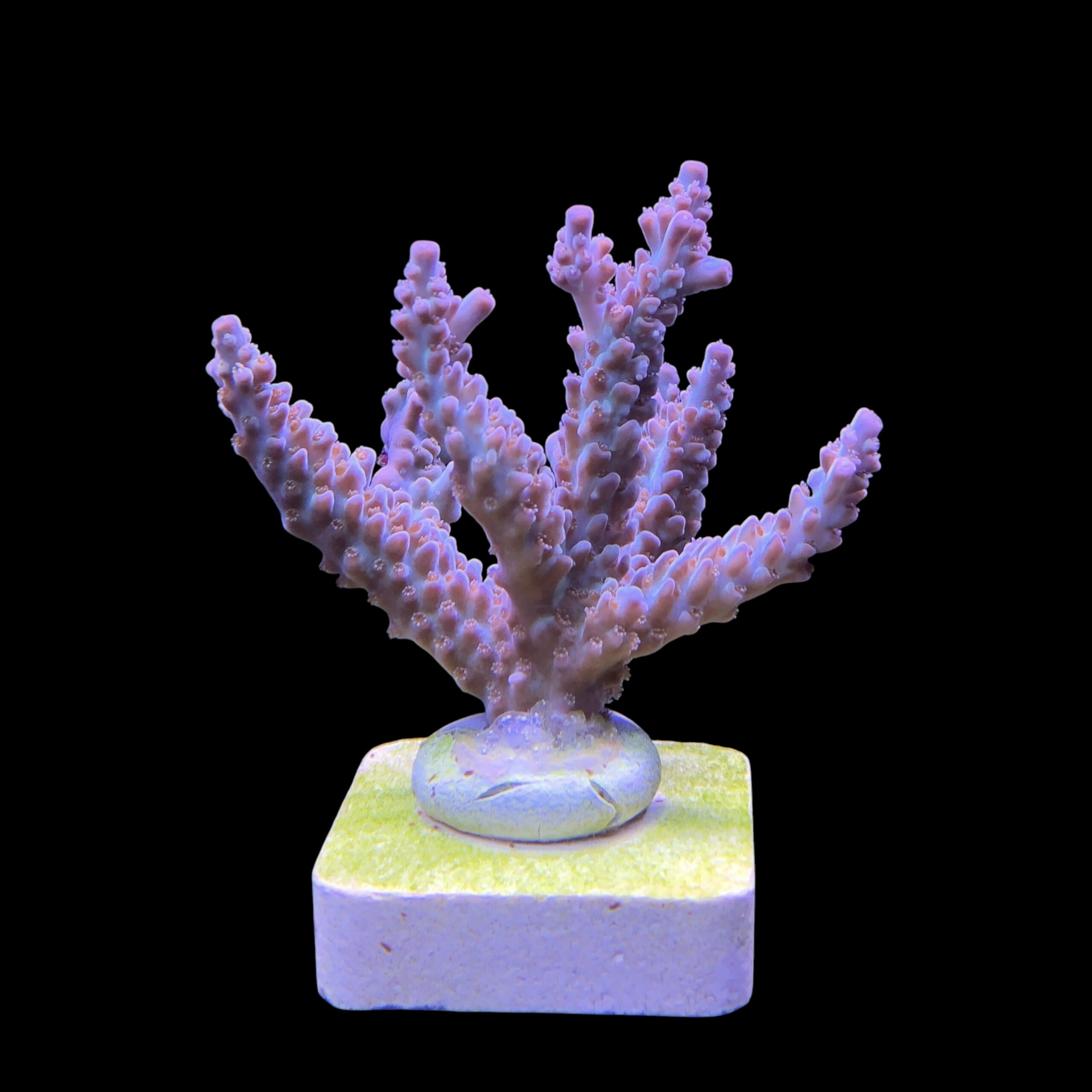 OR Pearlberry G - Imagem 2