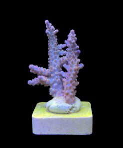 Alternative view of OR Pearlberry M