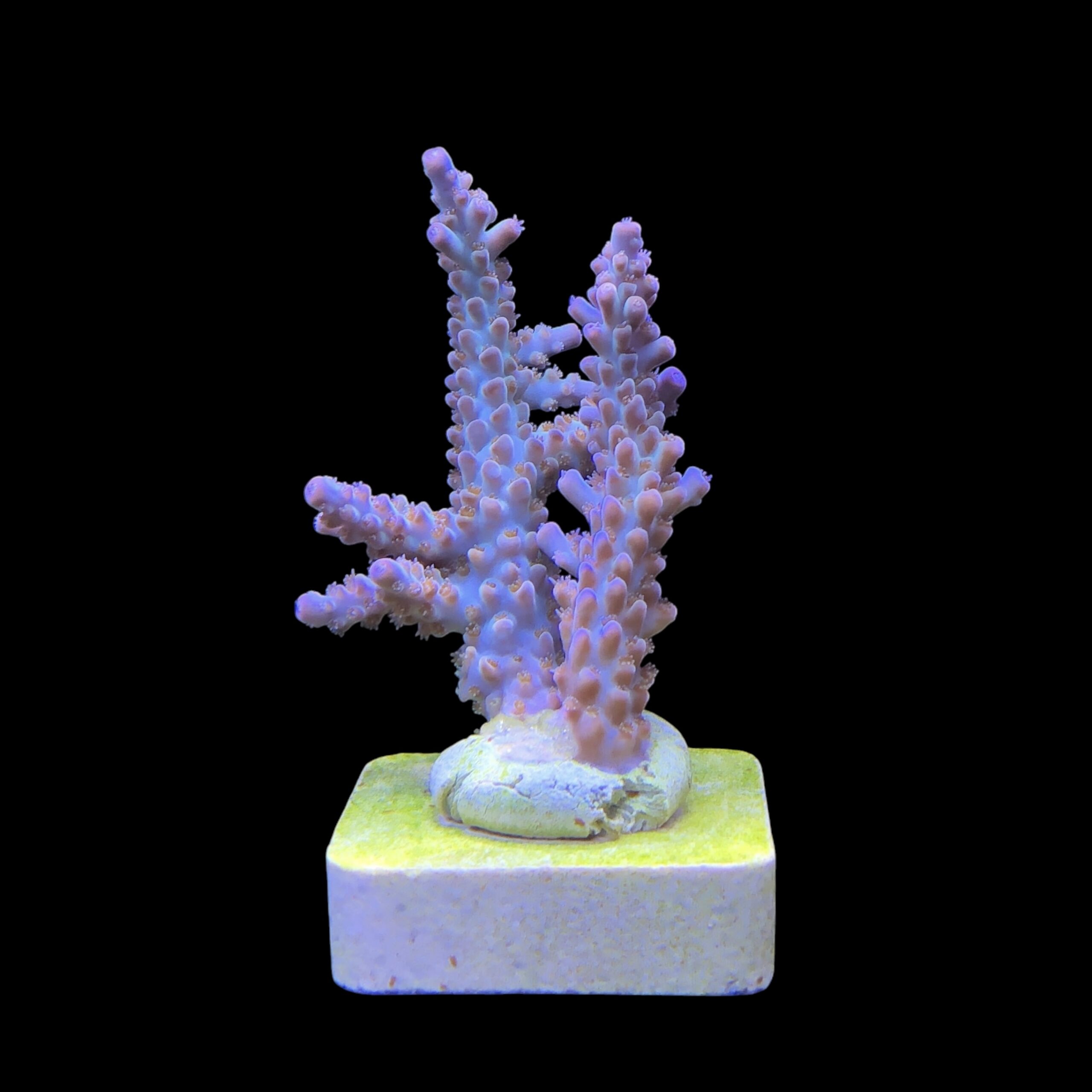 OR Pearlberry M - Imagem 2
