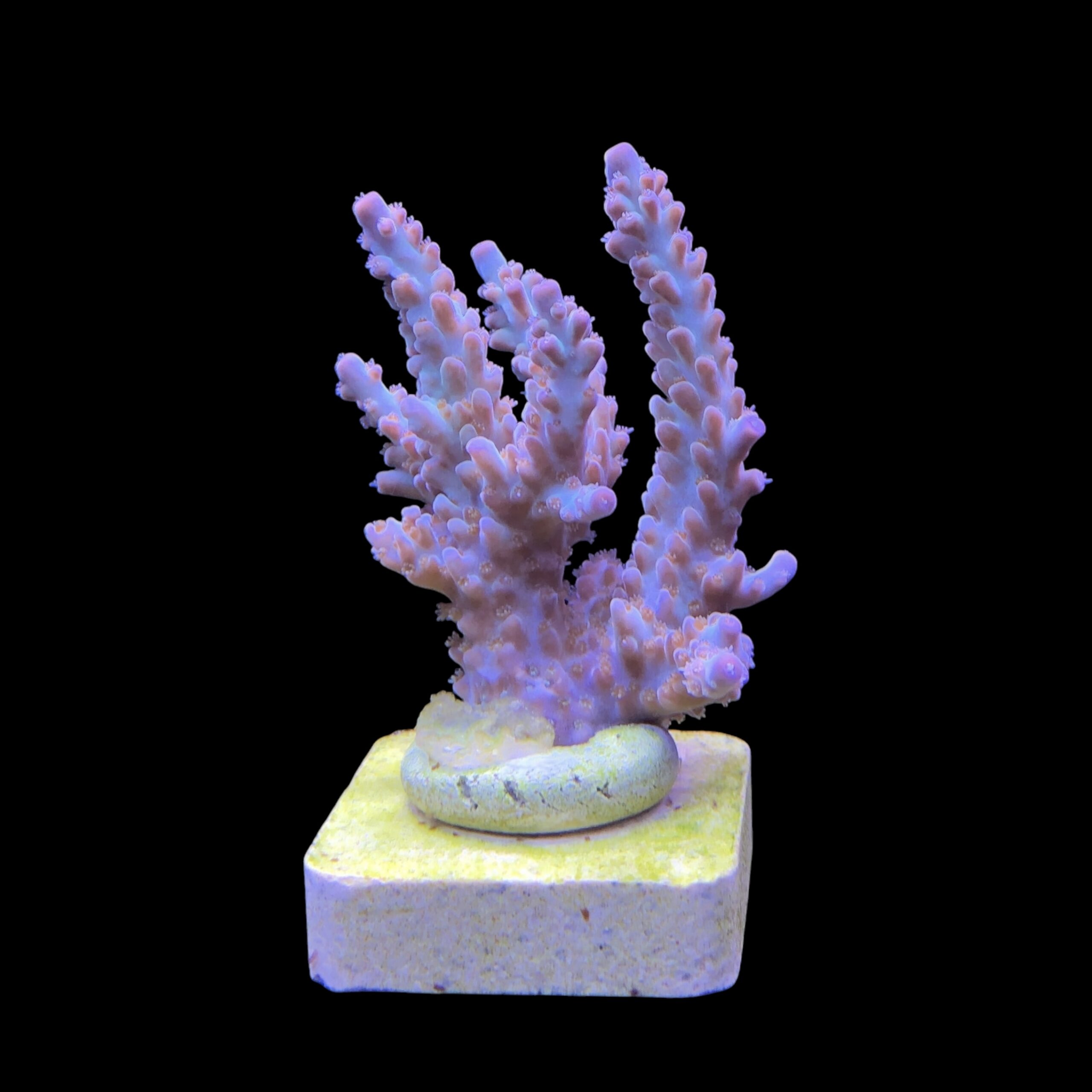 OR Pearlberry M - Imagem 2