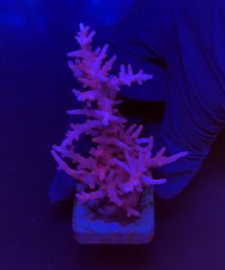 Alternative view of Pink Dragon G