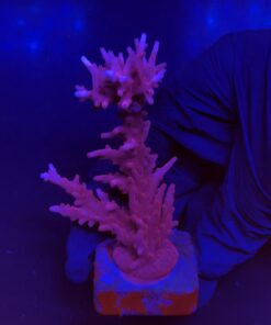 Pink Dragon G