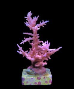 Alternative view of Pink Dragon Mini Colônia