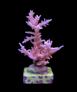 Pink Dragon G