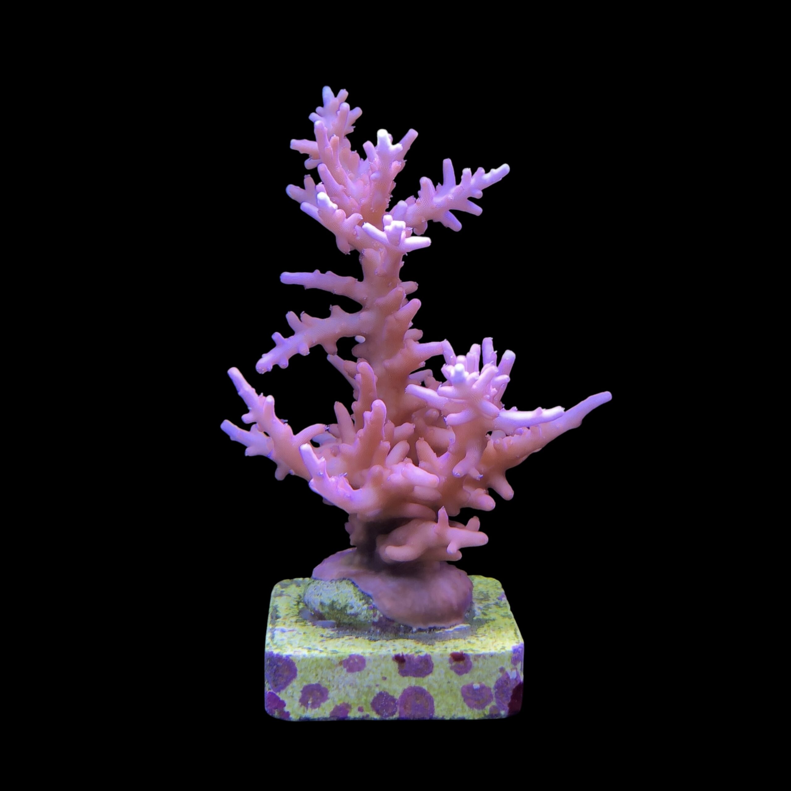 Pink Dragon G
