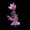 Pink Dragon G