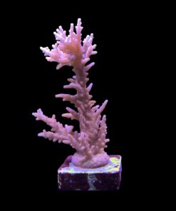 Pink Dragon G