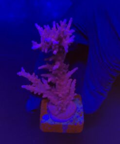 Alternative view of Pink Dragon G