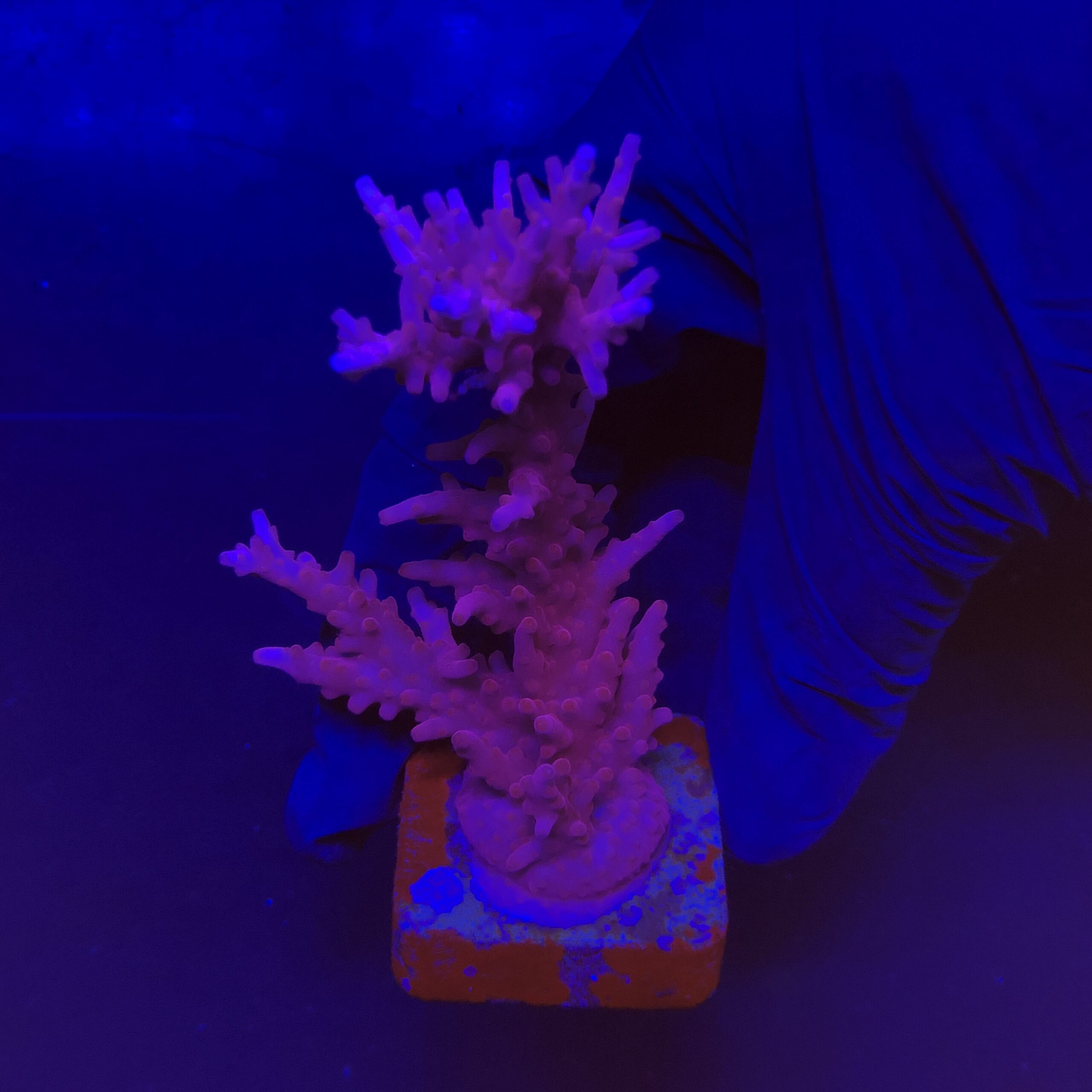 Pink Dragon G - Imagem 2