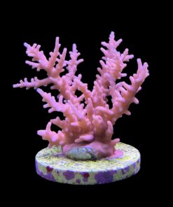 Pink Dragon G