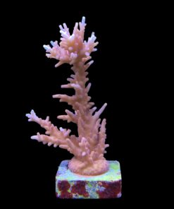 Alternative view of Pink Dragon G