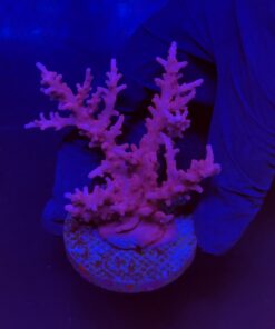 Alternative view of Pink Dragon G