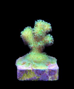Alternative view of Pocillopora Green M
