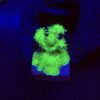 Pocillopora Green M