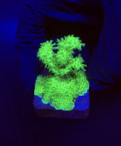 Pocillopora Green M