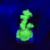 Pocillopora Green M