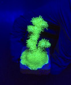 Pocillopora Green M