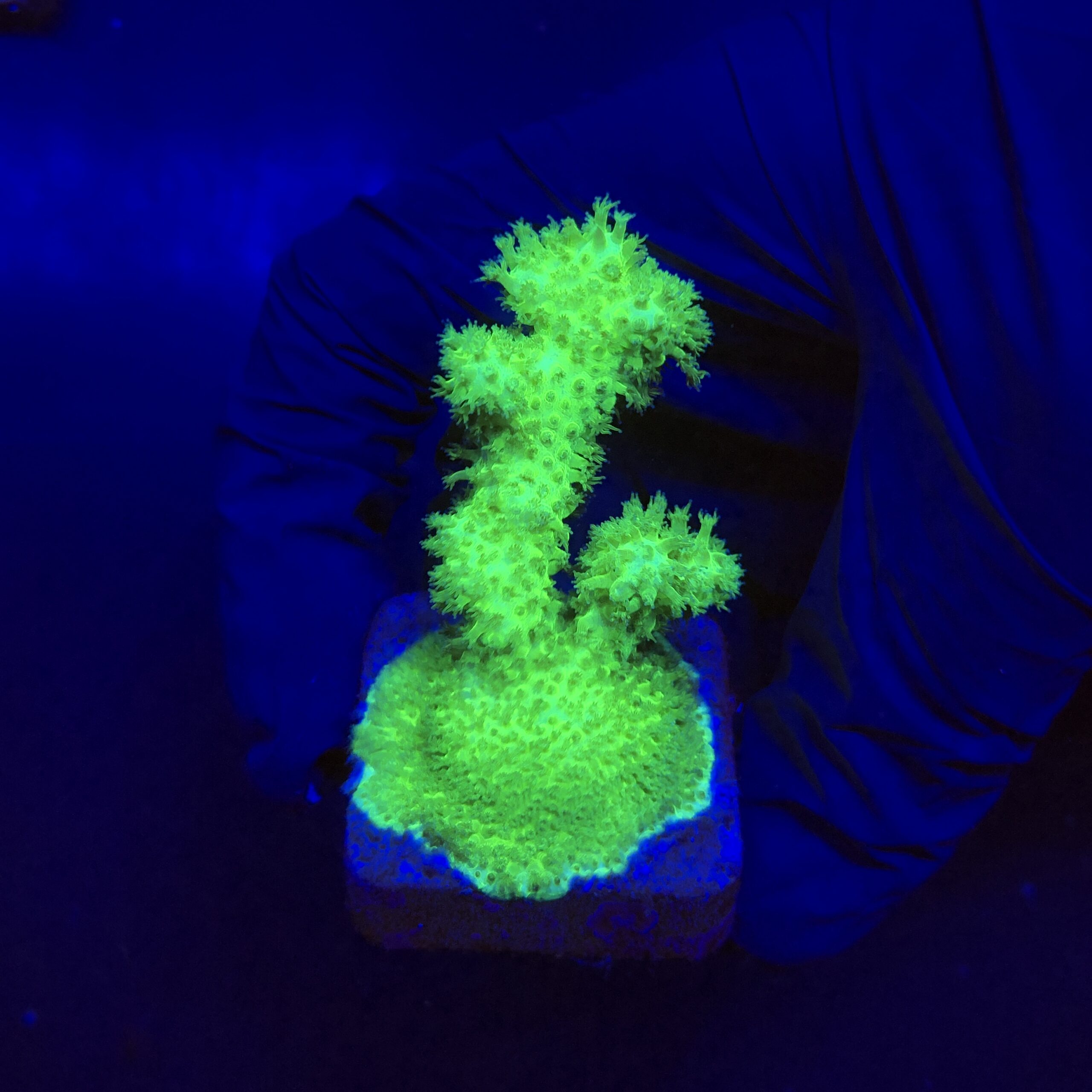 Pocillopora Green M