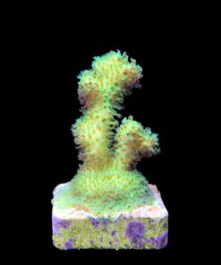Alternative view of Pocillopora Green M