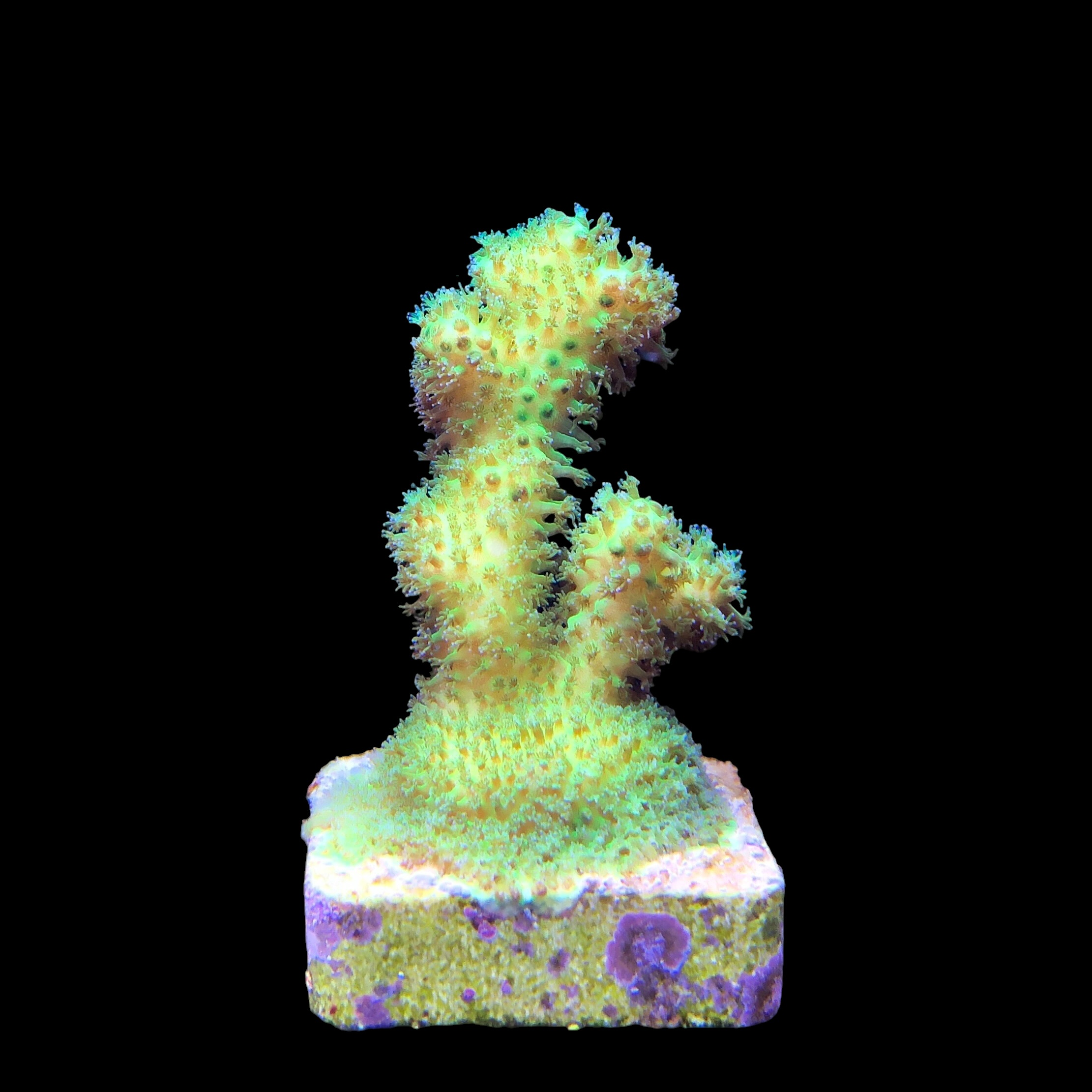 Pocillopora Green M - Imagem 2