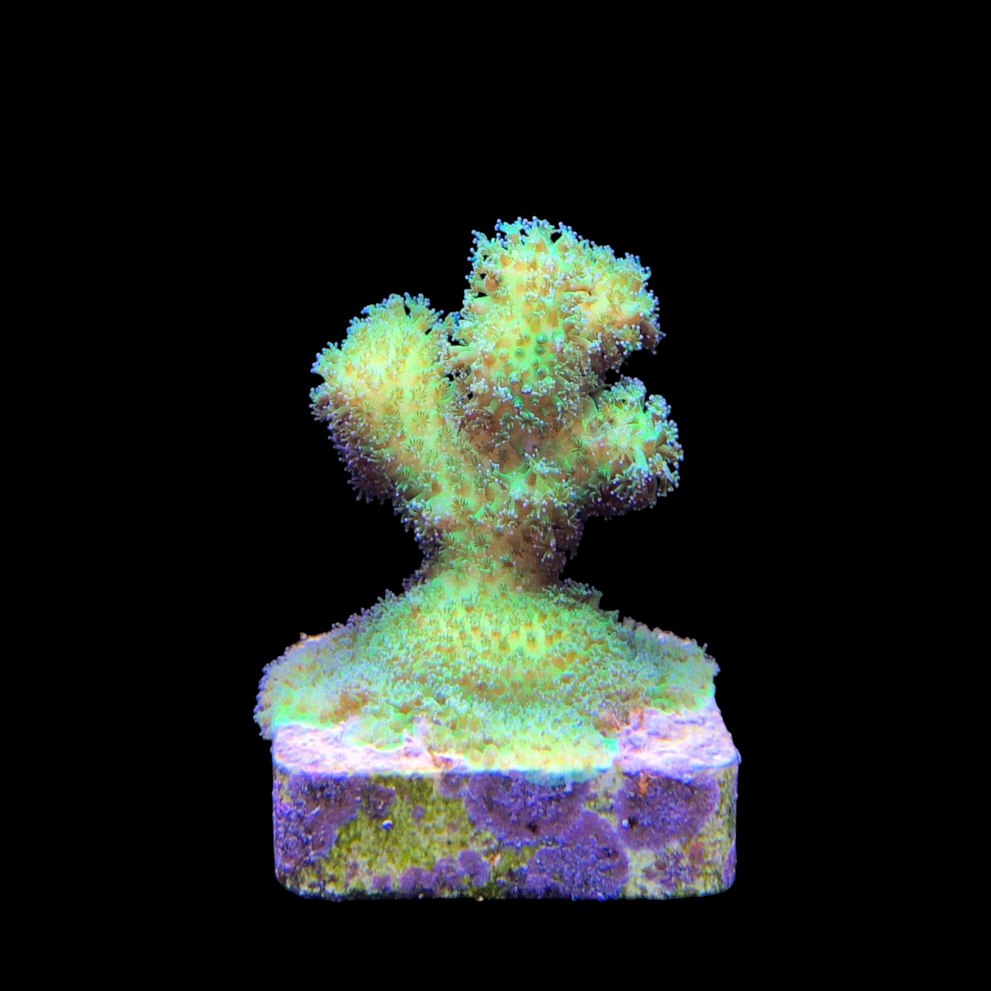 Pocillopora Green M - Imagem 2
