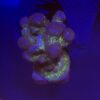Pocillopora Pink G