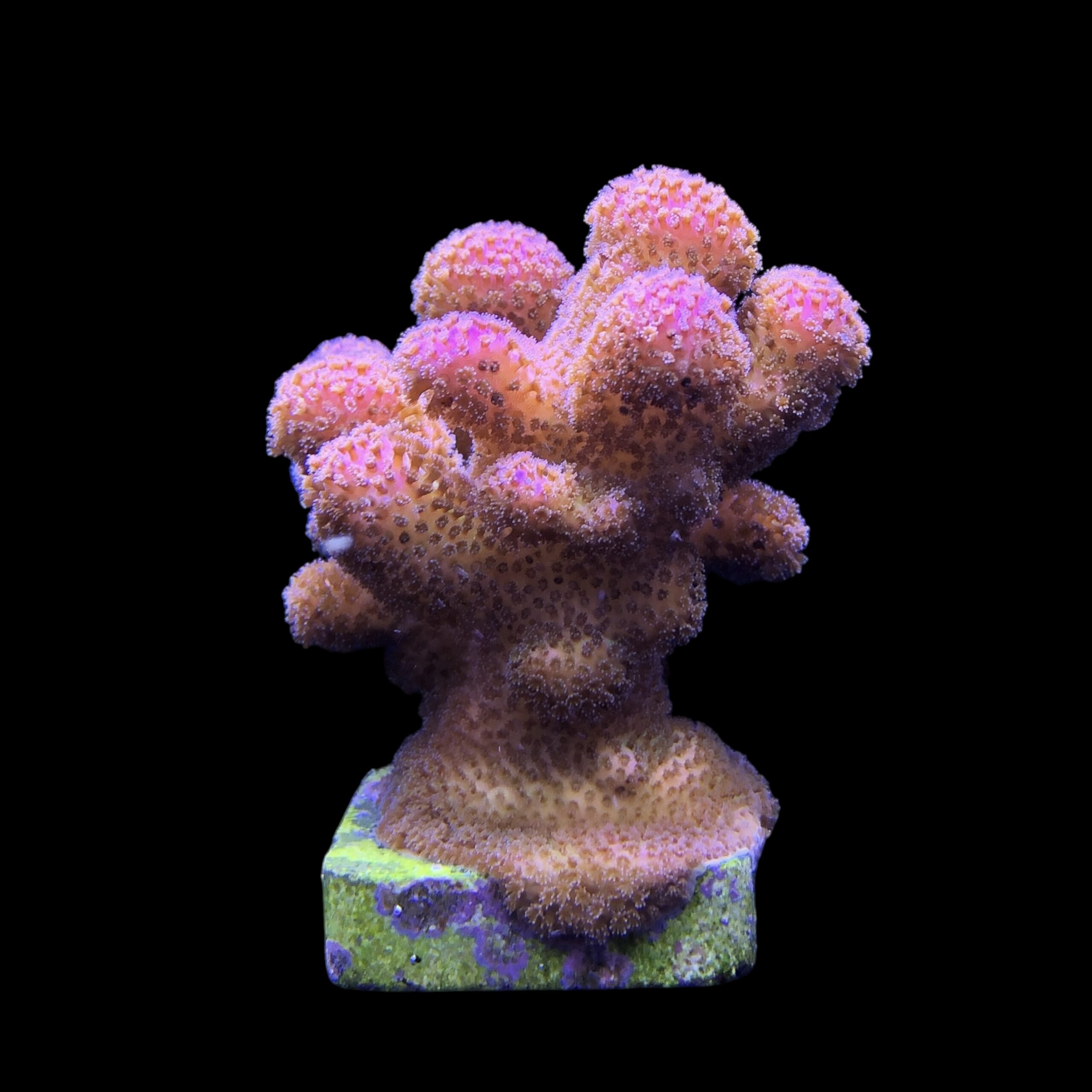 Pocillopora Pink G - Imagem 2