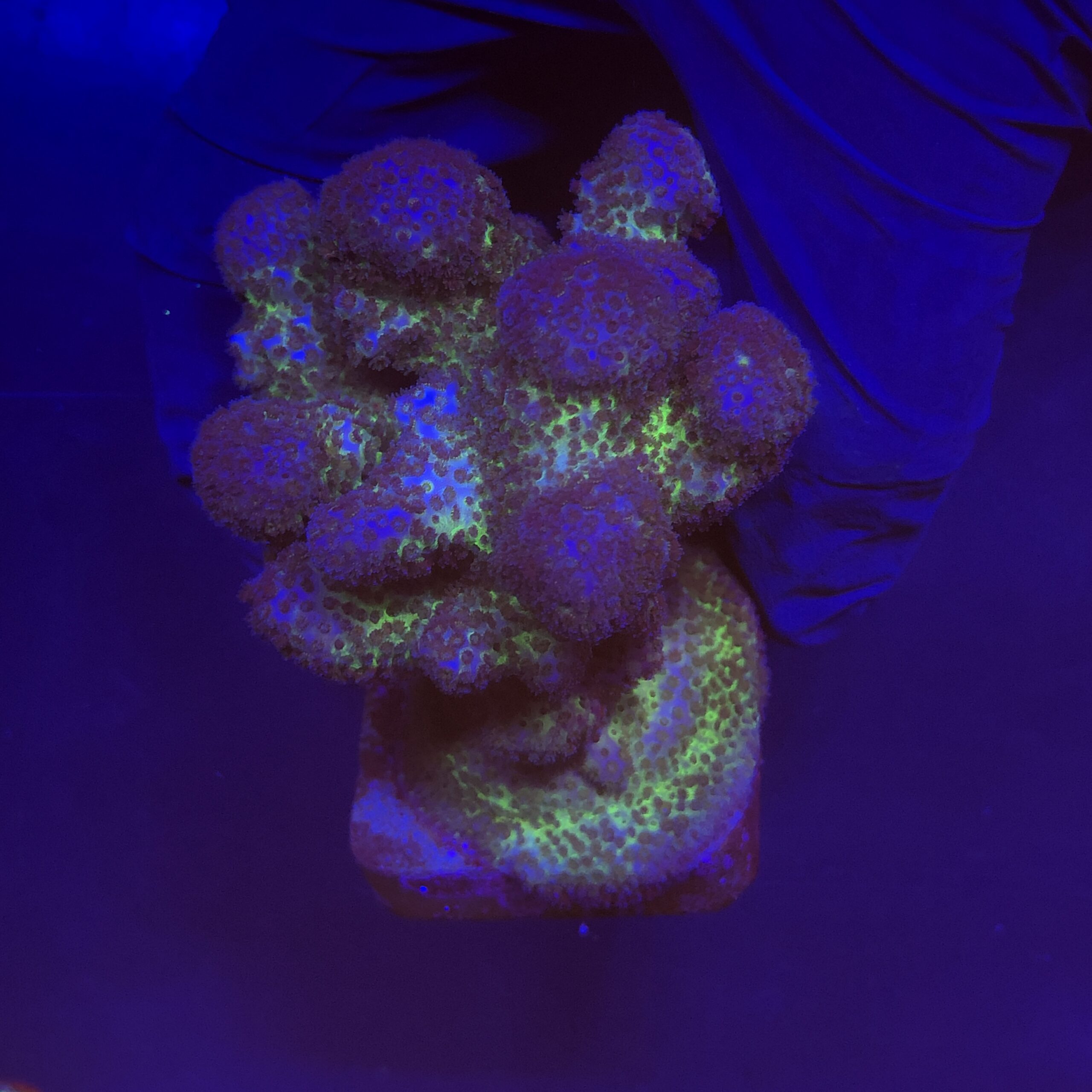 Pocillopora Pink G