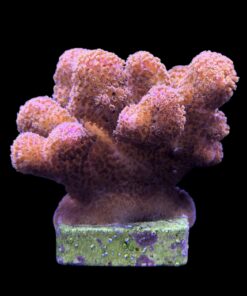 Alternative view of Pocillopora Pink G