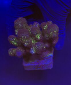 Pocillopora Pink G