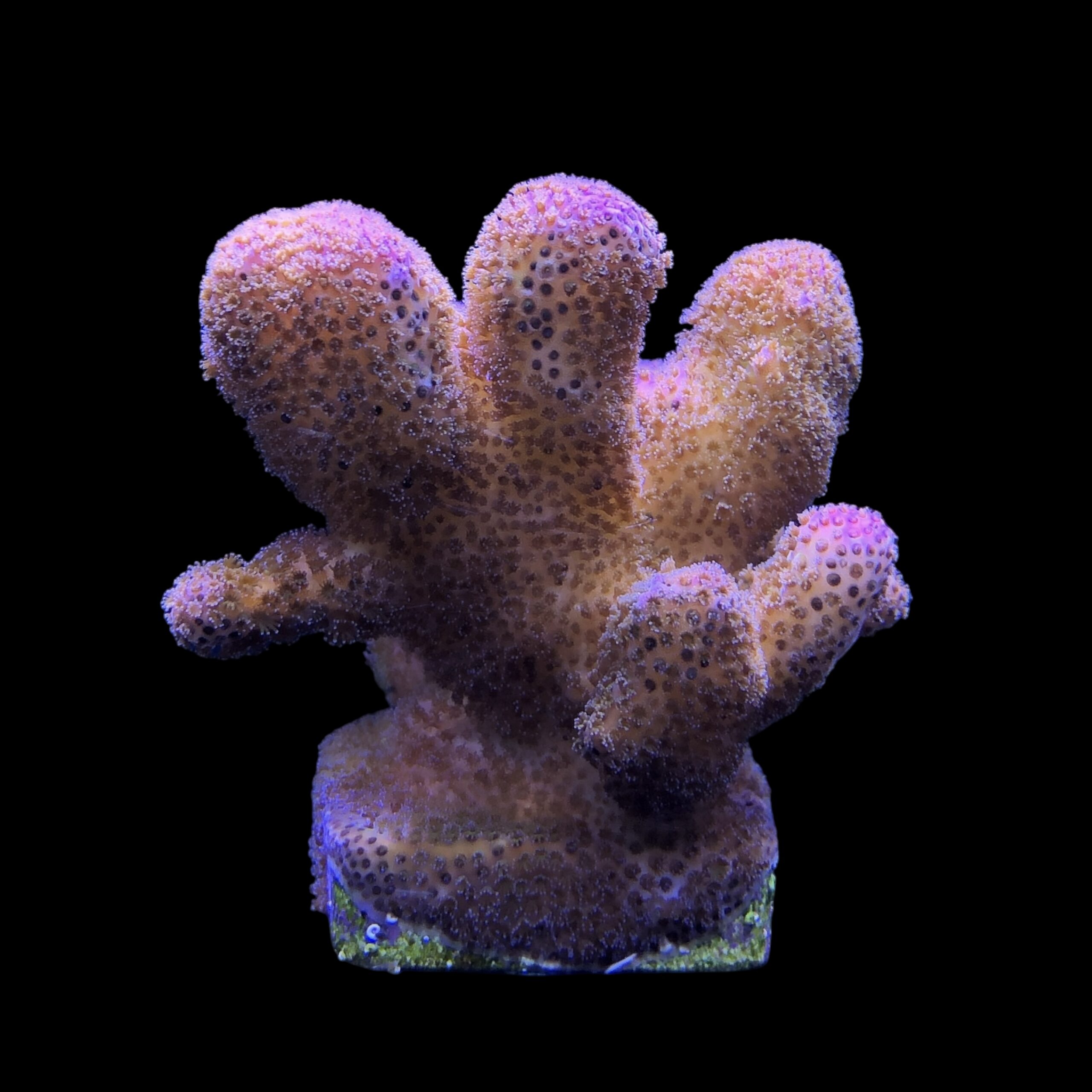 Pocillopora Pink G - Imagem 2