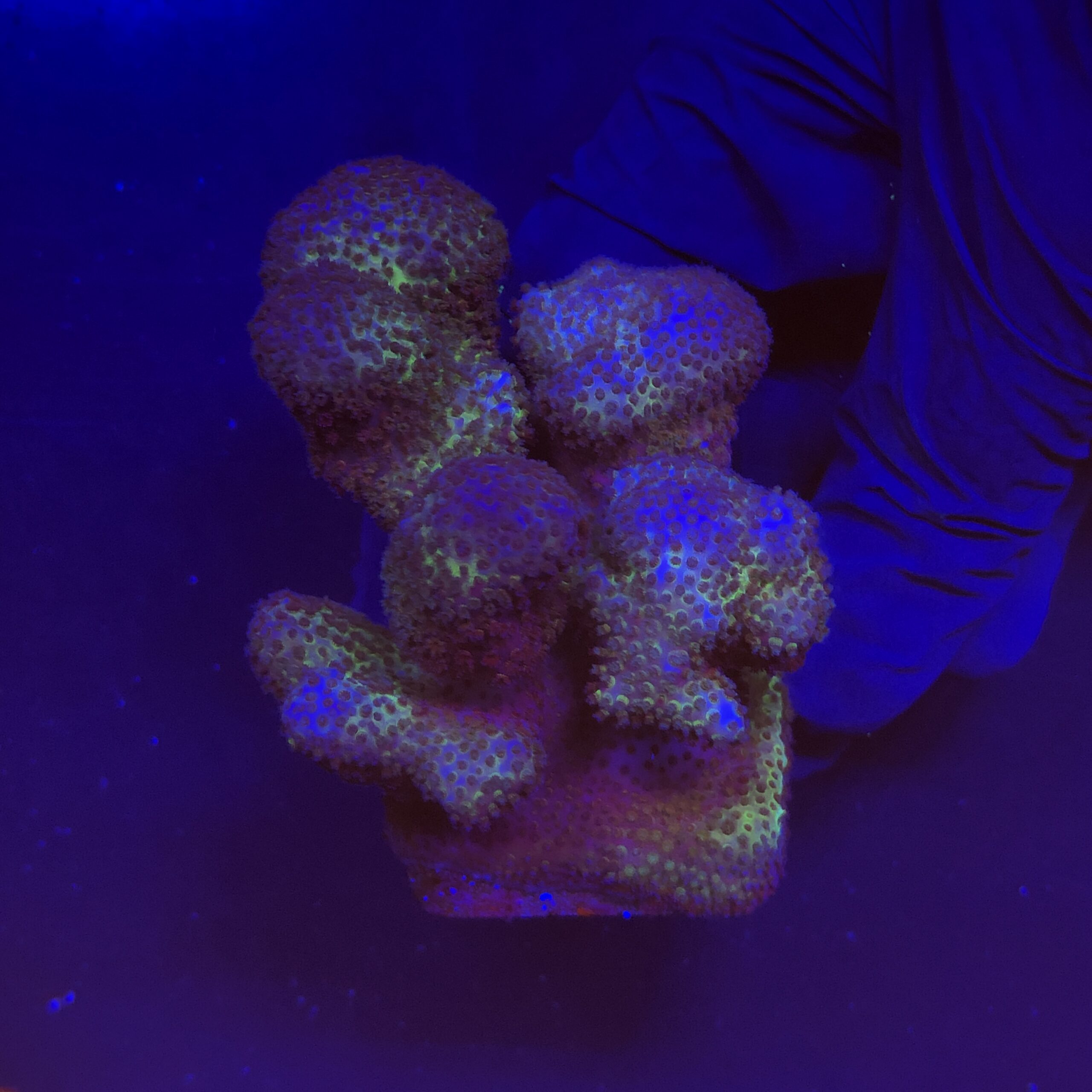 Pocillopora Pink G
