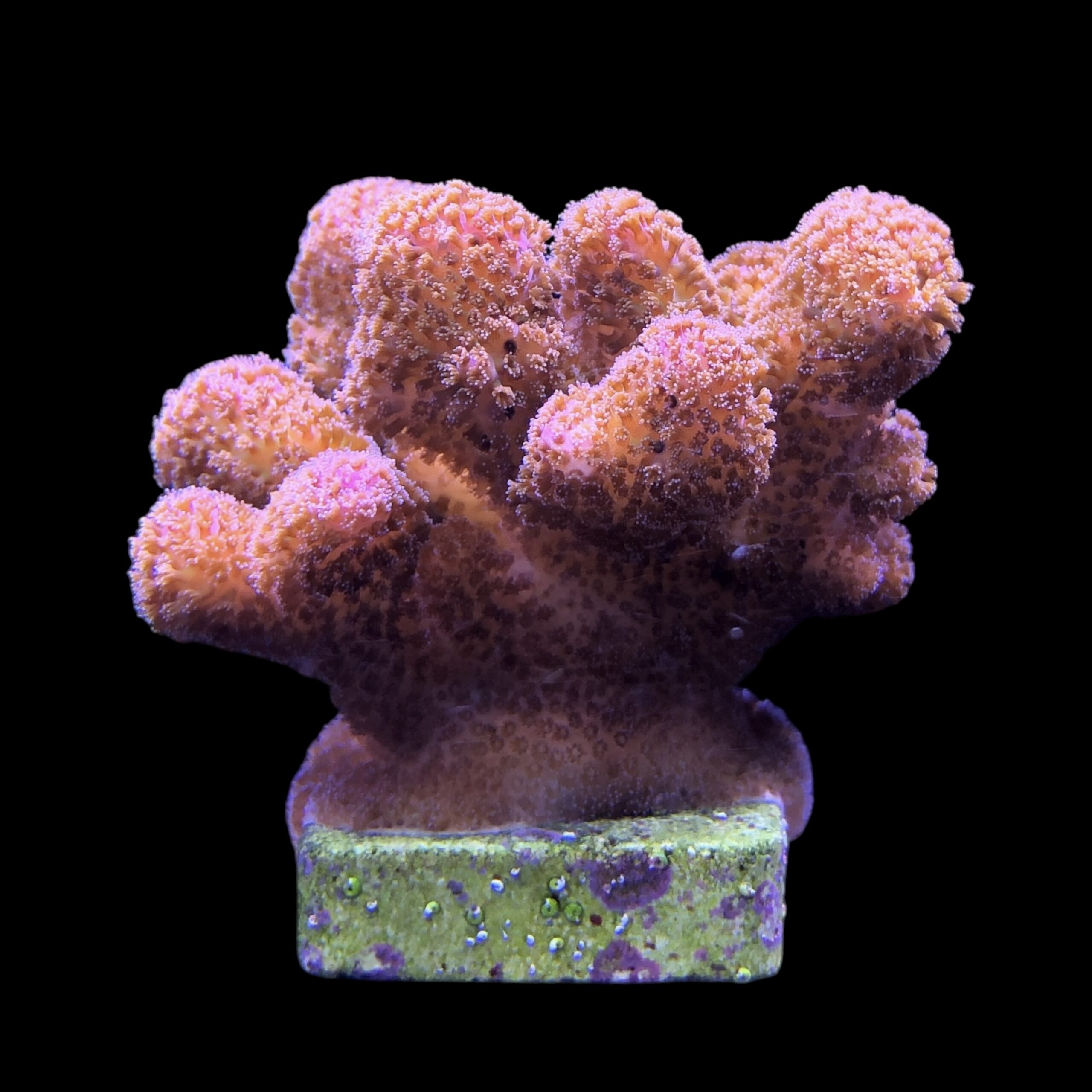 Pocillopora Pink G - Imagem 2