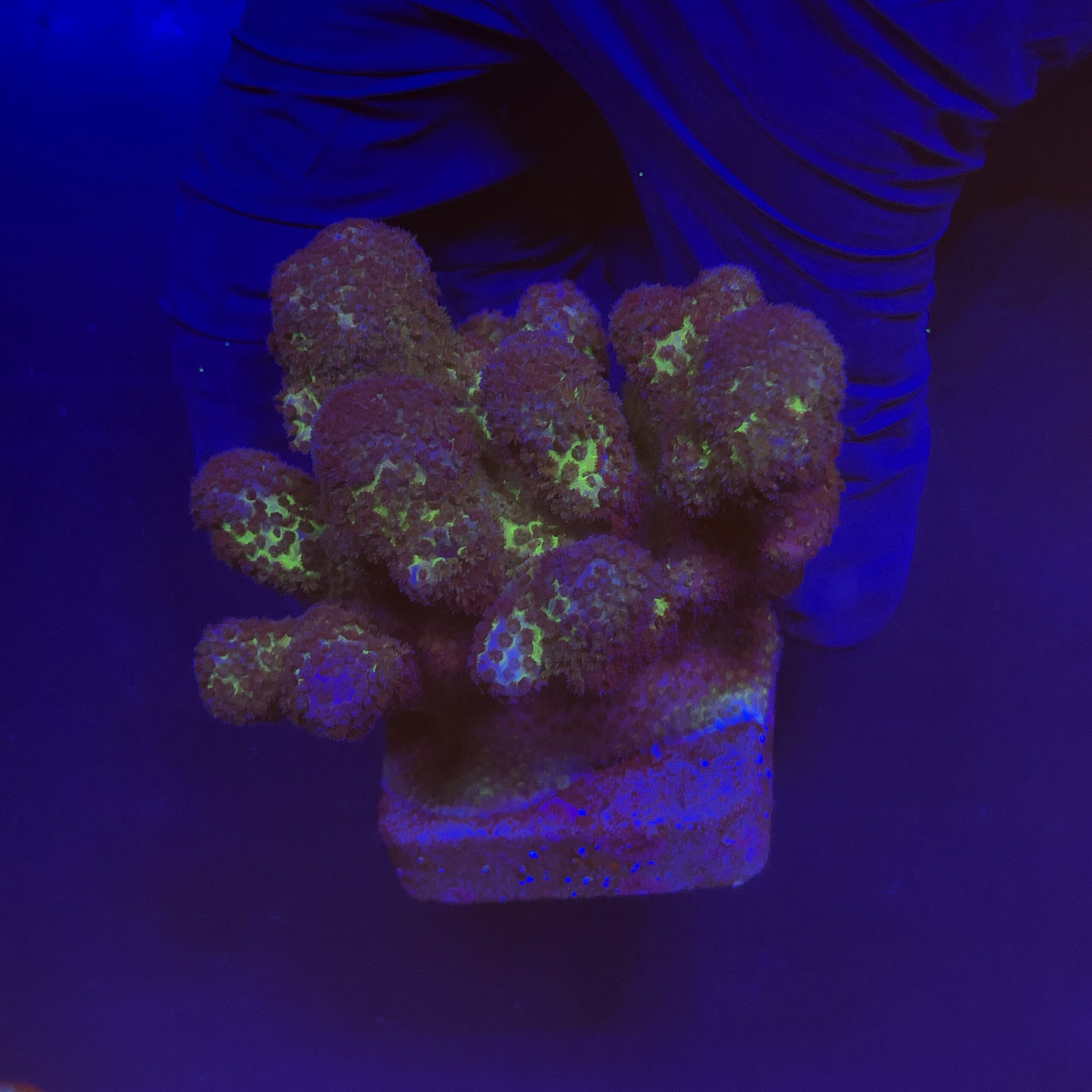Pocillopora Pink G