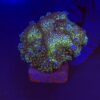 Pocillopora Purple M