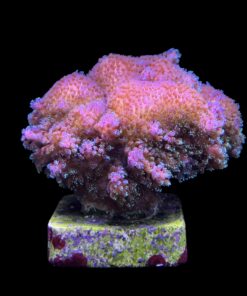 Alternative view of Pocillopora Purple M