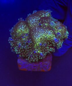 Pocillopora Purple M