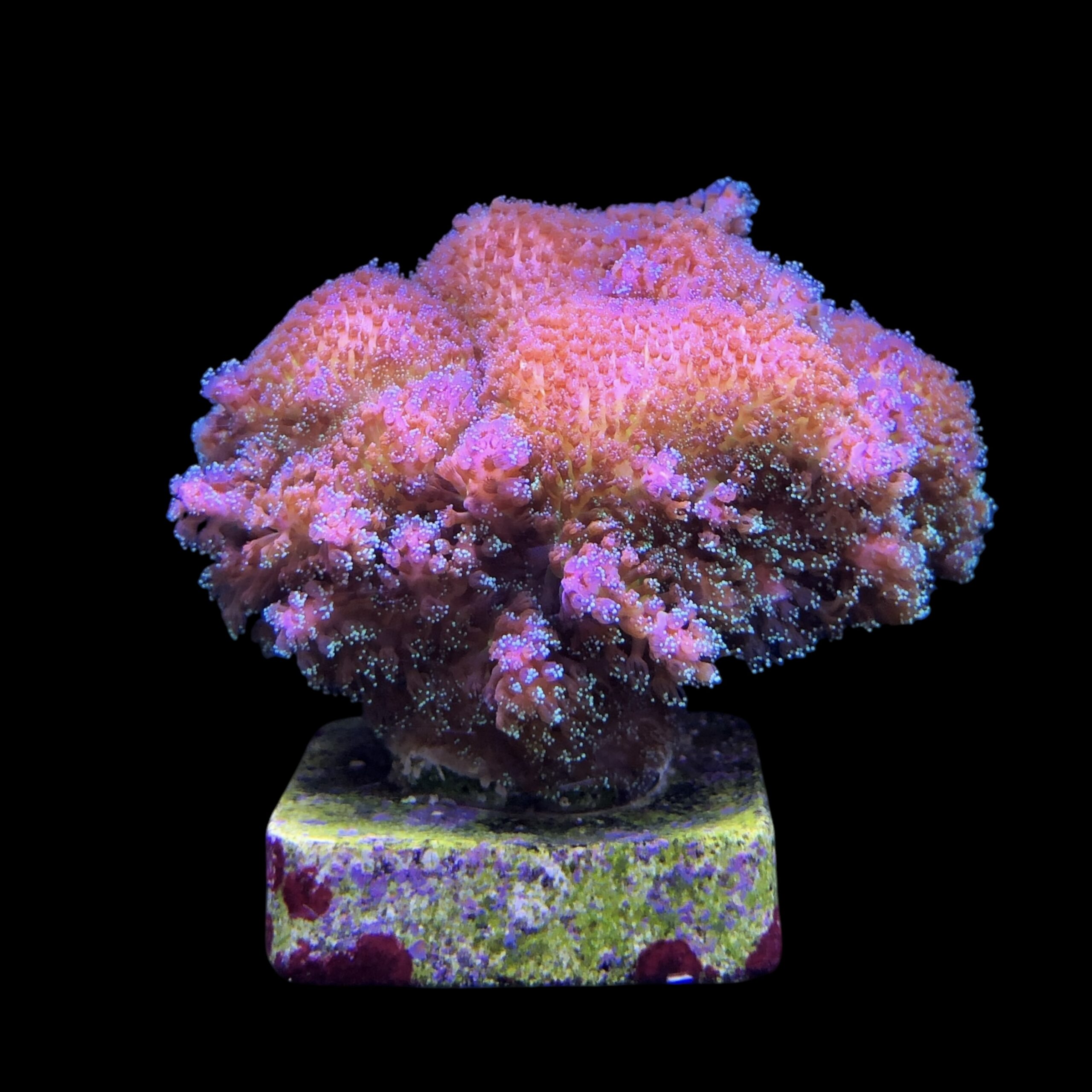 Pocillopora Purple M - Imagem 2