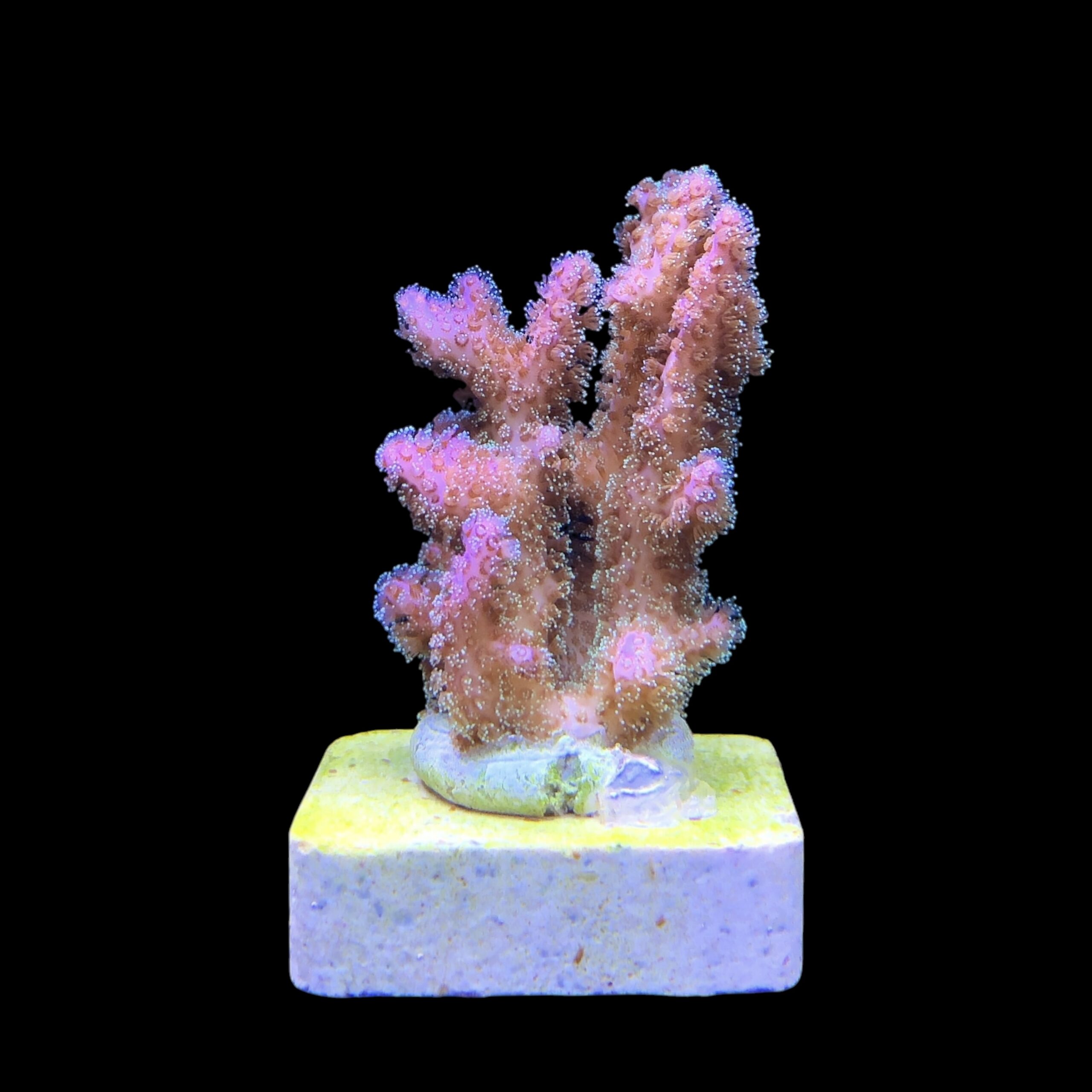 Pocillopora Purple M - Imagem 2
