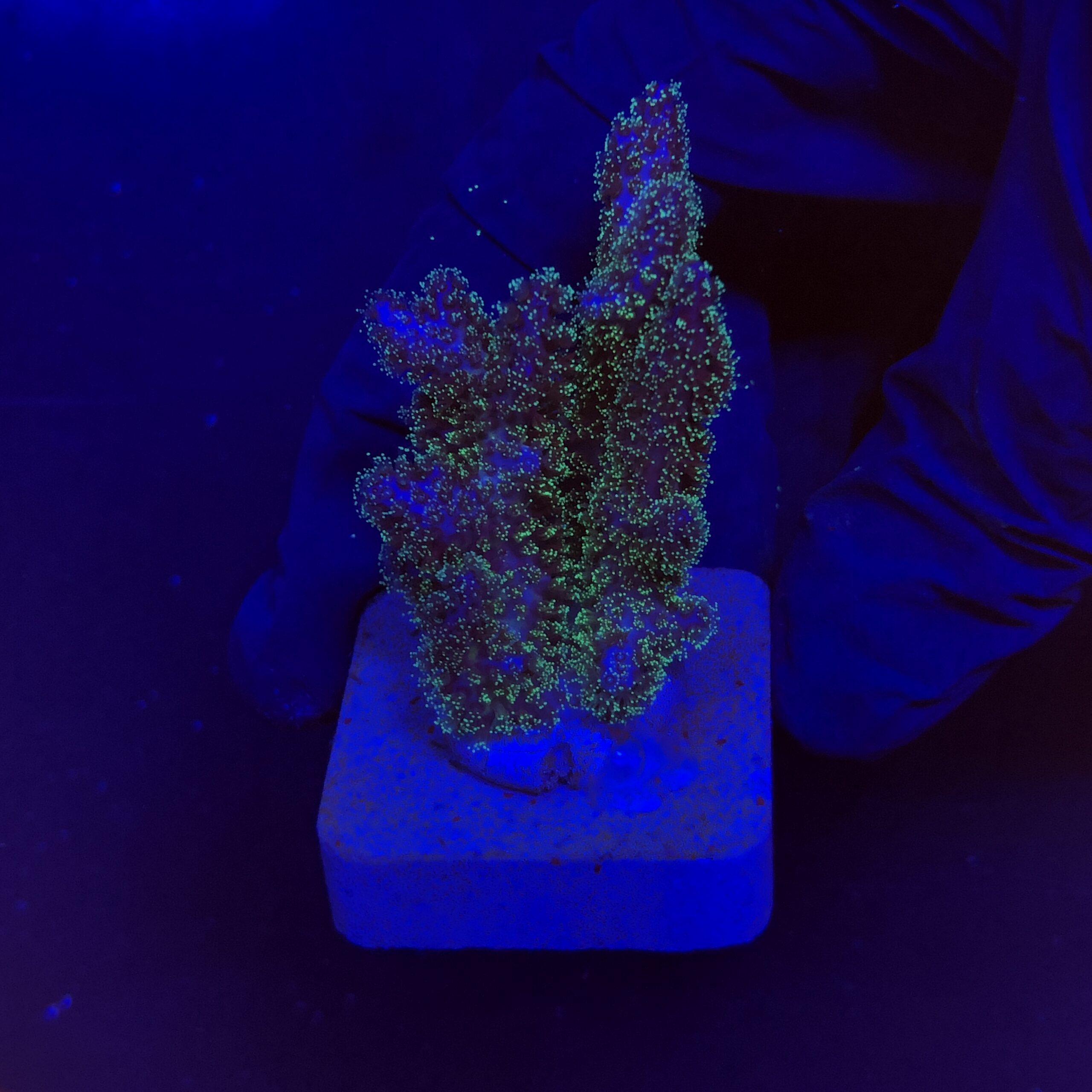 Pocillopora Purple M