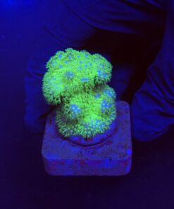 Pocillopora Yellow Green M
