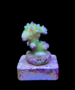 Alternative view of Pocillopora Yellow Green M