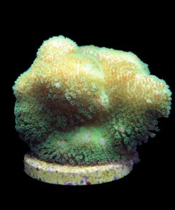 Alternative view of Pocillopora Yellow Green Mini Colônia